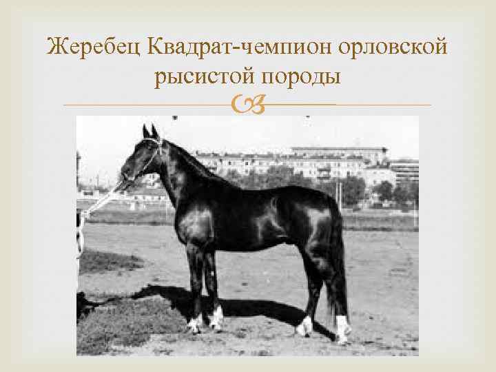 Жеребец Квадрат-чемпион орловской рысистой породы 