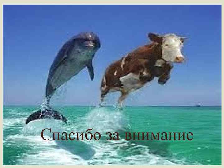  Спасибо за внимание 