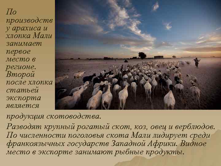 По производств у арахиса и хлопка Мали занимает первое место в регионе. Второй после