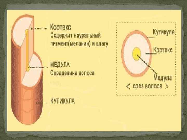 Сердцевина волоса