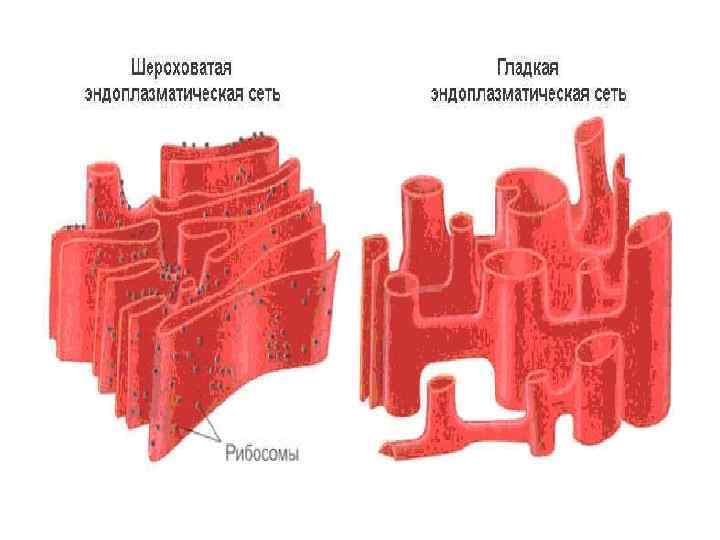 Гладкая эндоплазматическая сеть рисунок