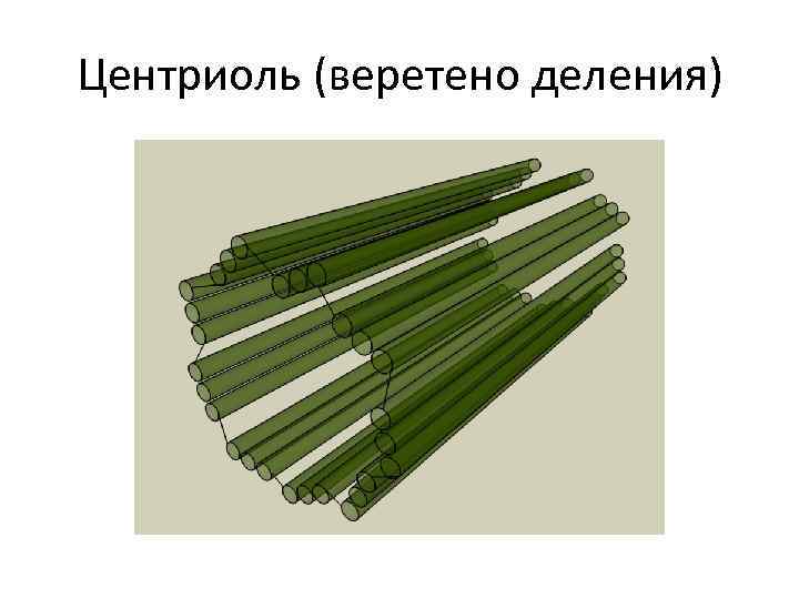 Центриоль (веретено деления) 