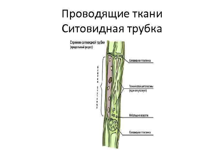 Проводящие ткани Ситовидная трубка 