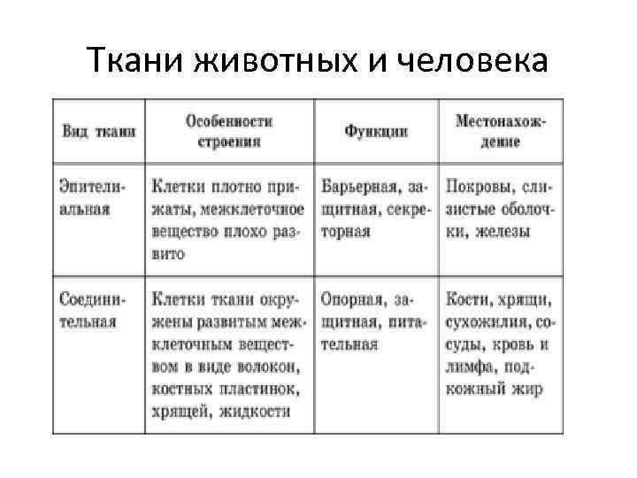 Ткани животных и человека 