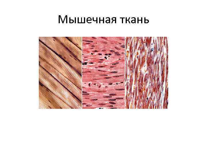 Мышечная ткань 