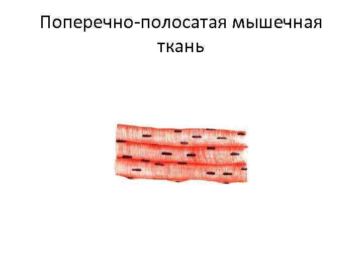 Поперечно-полосатая мышечная ткань 