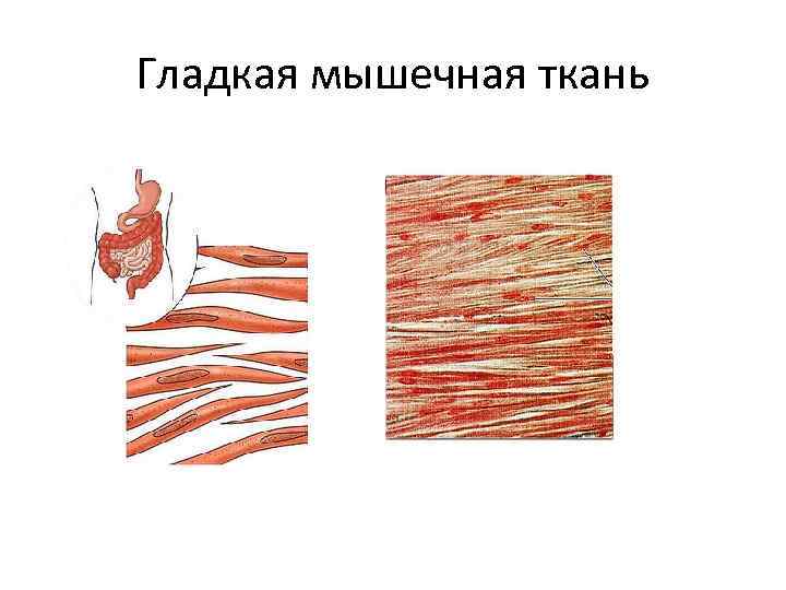 Гладкая мышечная ткань 