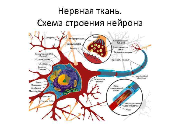 Нервная ткань. Схема строения нейрона 