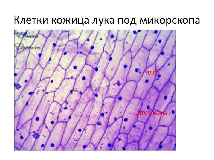 Клетки кожица лука под микорскопа ЯДРО ЦИТОПЛАЗМА 