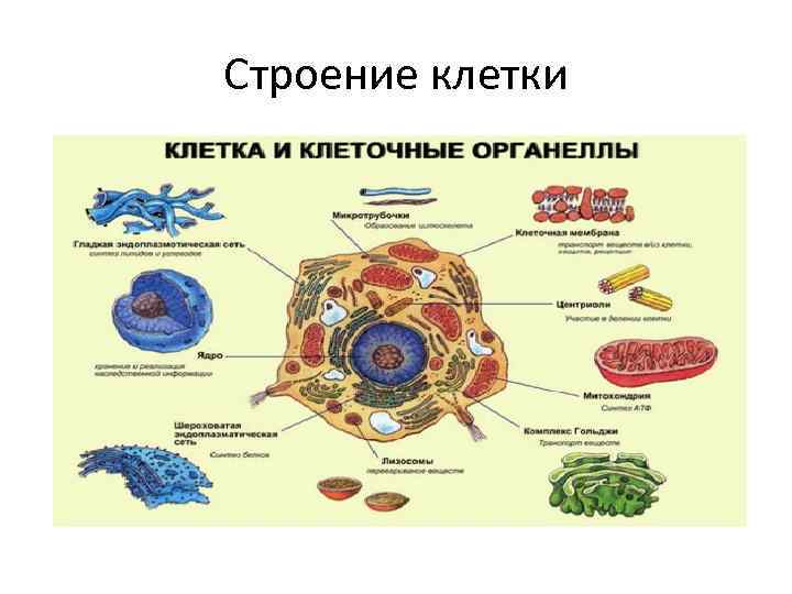 Органы клетки и их функции