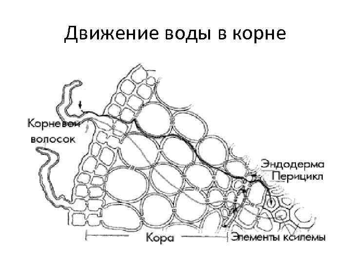 Движение воды в корне 