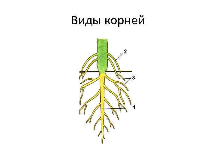 Виды корней 