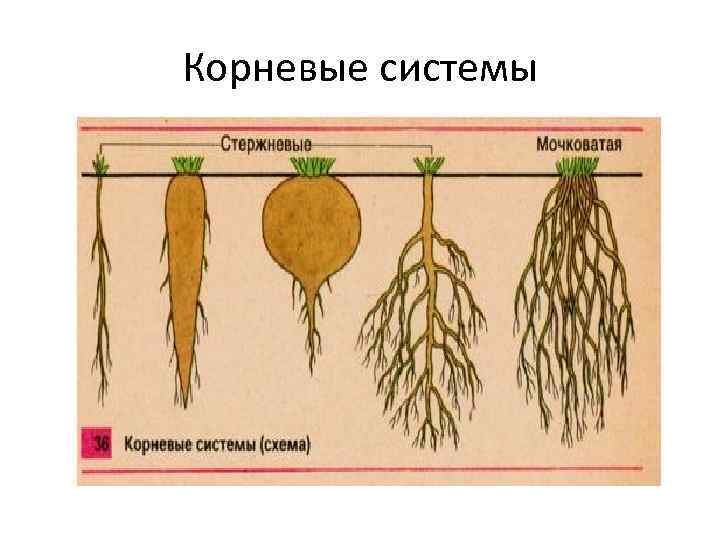 Корневые системы 