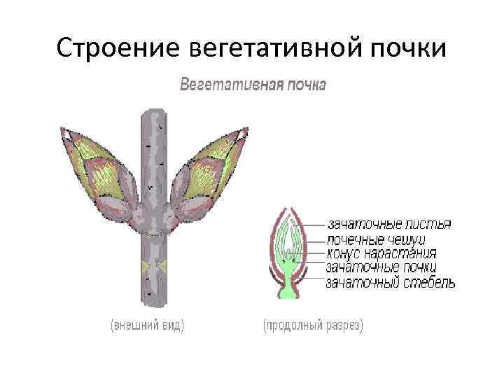 Строение вегетативной почки 