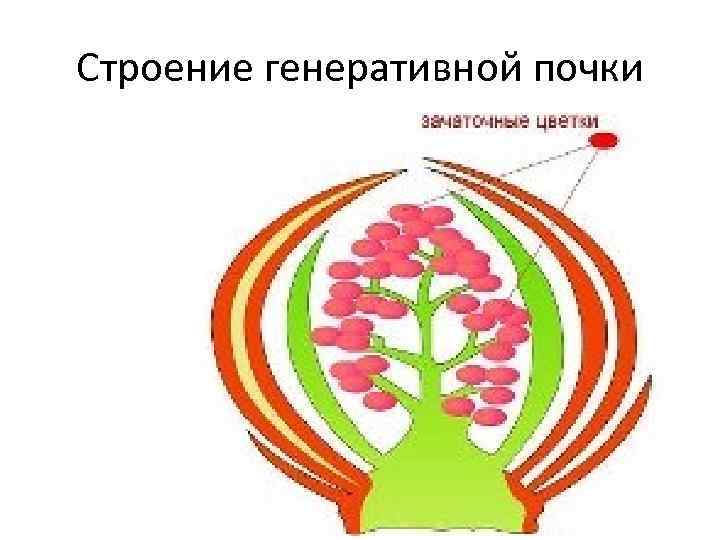 Строение генеративной почки 