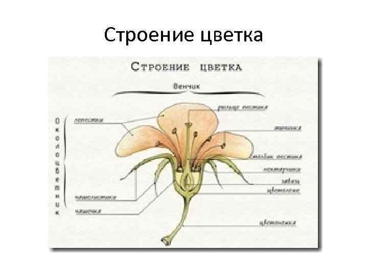 Строение цветка 