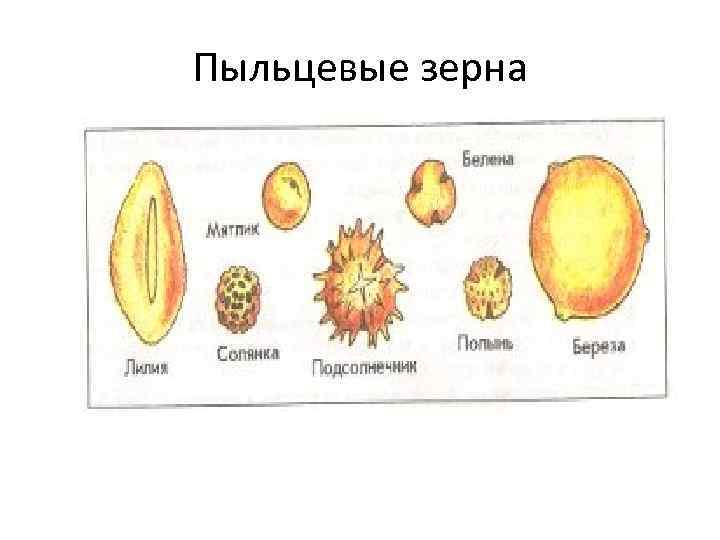 Пыльцевые зерна 