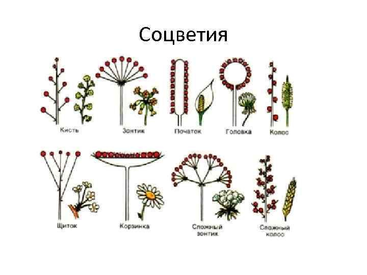 Соцветия 