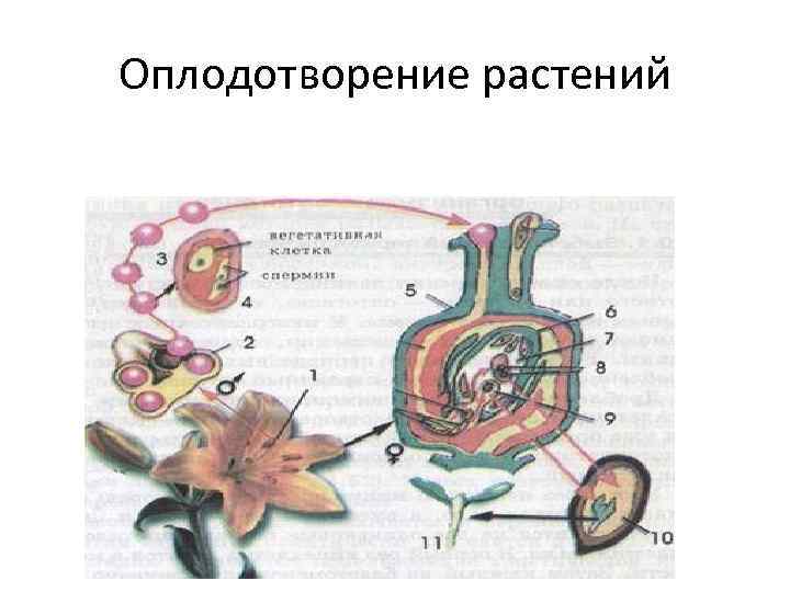 Оплодотворение растений 
