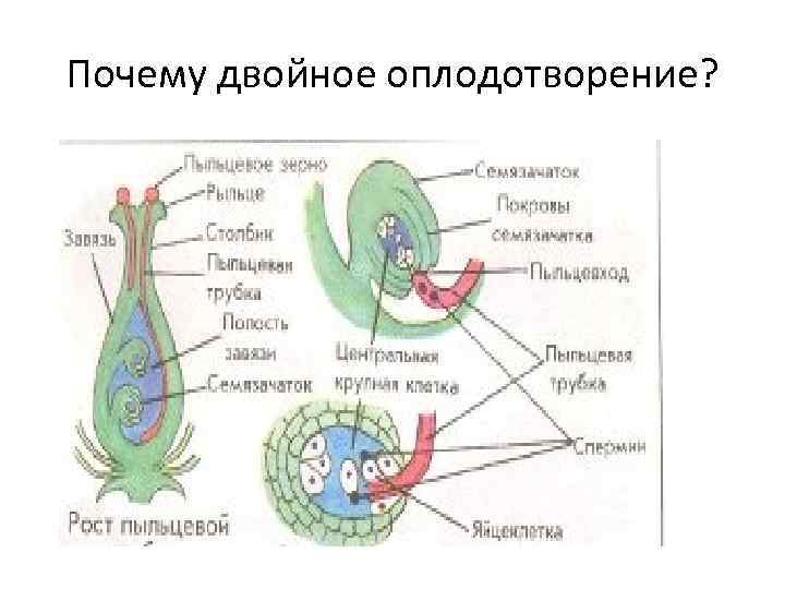 Почему двойное оплодотворение? 