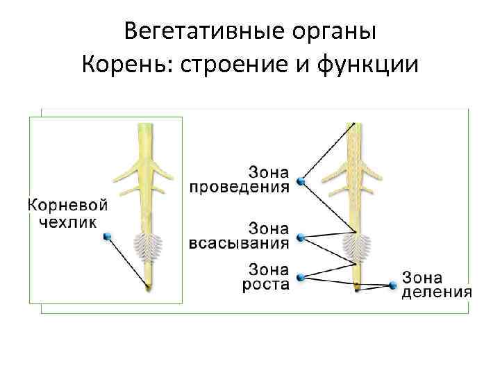 Вегетативные органы Корень: строение и функции 