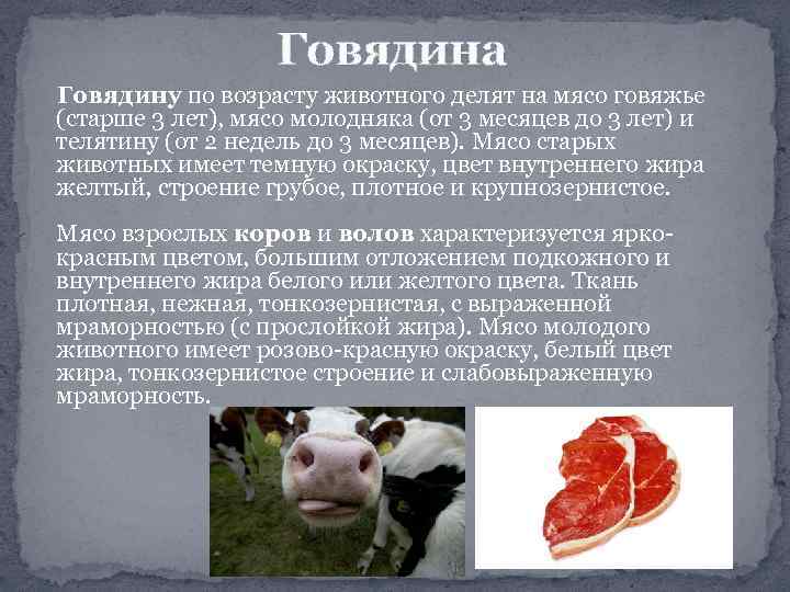 Показатели свежести мяса. Классификация мяса по виду убойных животных. Характеристика мяса. Характеристика качества мяса.