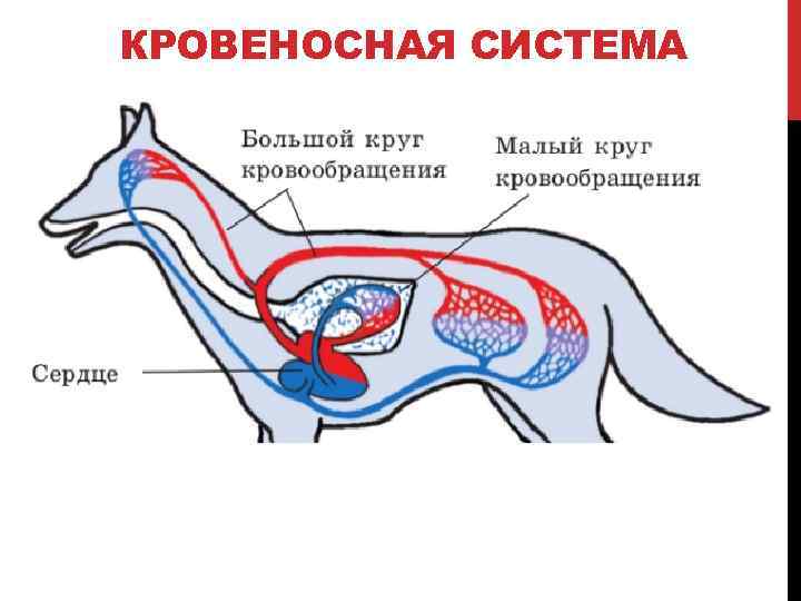 Анатомия животных картинки