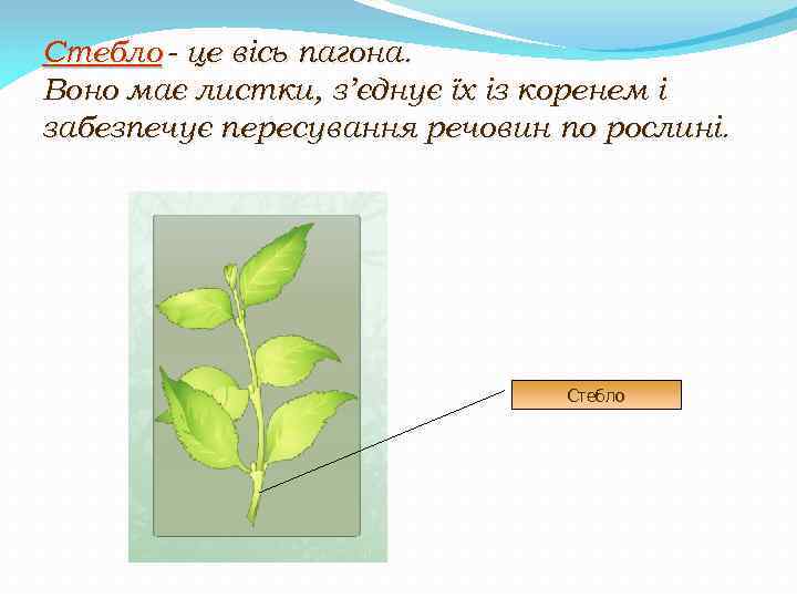 Стебло - це вісь пагона. Воно має листки, з’єднує їх із коренем і забезпечує