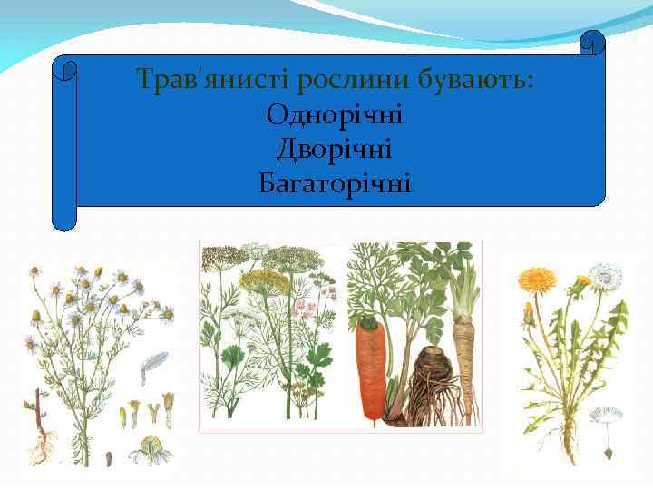 Трав'янисті рослини бувають: Однорічні Дворічні Багаторічні 