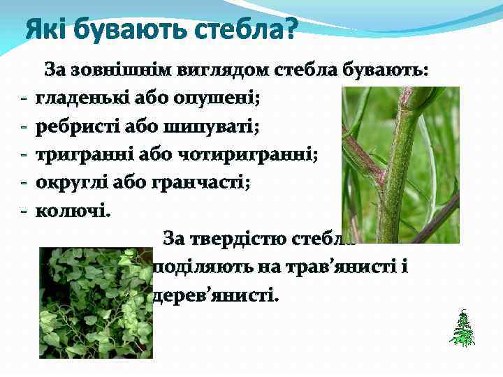 Які бувають стебла? За зовнішнім виглядом стебла бувають: - гладенькі або опушені; - ребристі