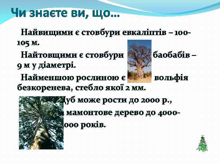 Чи знаєте ви, що… Найвищими є стовбури евкаліптів – 100105 м. Найтовщими є стовбури