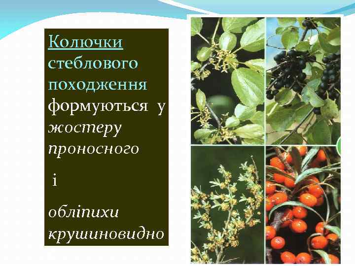 Колючки стеблового походження формуються у жостеру проносного і обліпихи крушиновидно ї 