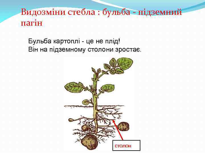 Видозміни стебла : бульба - підземний пагін Бульба картоплі - це не плід! Він