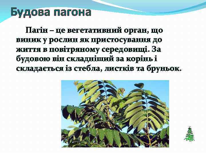 Будова пагона Пагін – це вегетативний орган, що виник у рослин як пристосування до