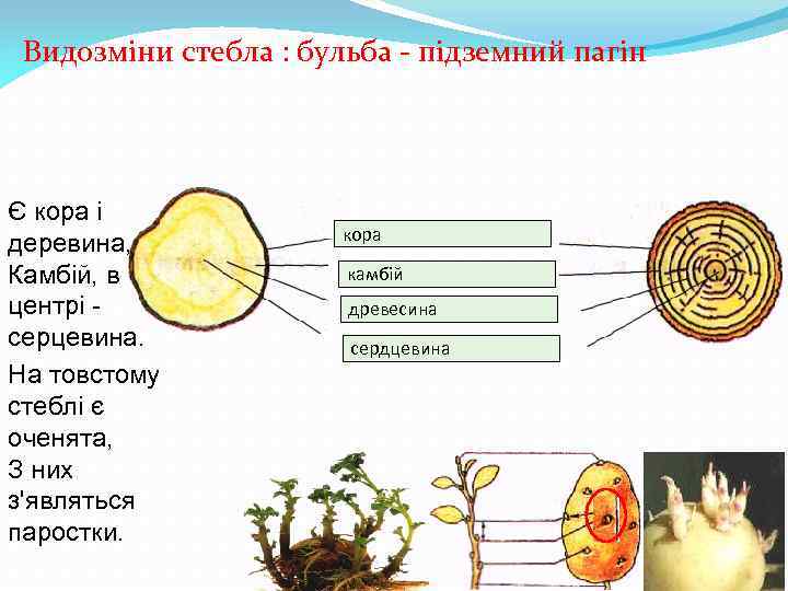 Видозміни стебла : бульба - підземний пагін Є кора і деревина, Камбій, в центрі