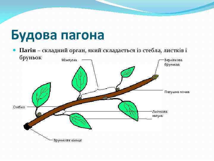 Будова пагона Пагін – складний орган, який складається із стебла, листків і бруньок Міжвузля