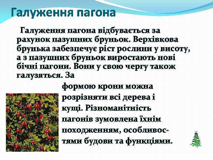 Галуження пагона відбувається за рахунок пазушних бруньок. Верхівкова брунька забезпечує ріст рослини у висоту,