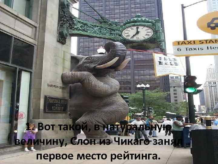 1. Вот такой, в натуральную величину, Слон из Чикаго занял первое место рейтинга. 