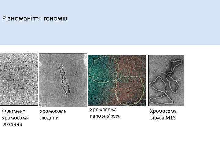 Різноманіття геномів Фрагмент хромосоми людини хромосома людини Хромосома паповавіруса Хромосома віруса М 13 