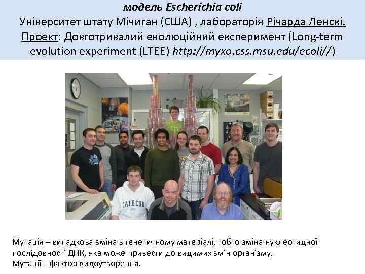 модель Escherichia coli Університет штату Мічиган (США) , лабораторія Річарда Ленскі. Проект: Довготривалий еволюційний