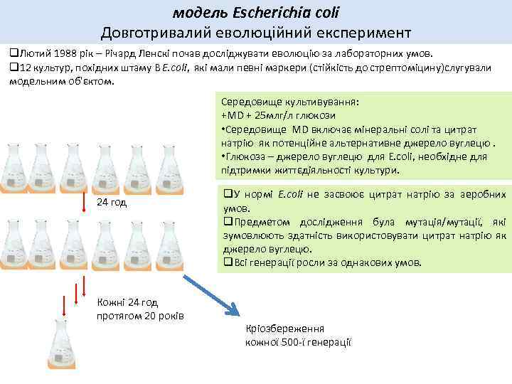 модель Escherichia coli Довготривалий еволюційний експеримент q. Лютий 1988 рік – Річард Ленскі почав