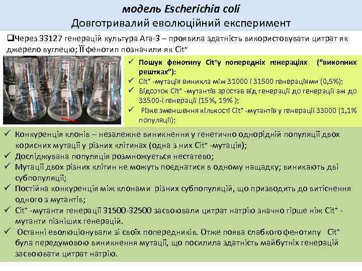 модель Escherichia coli Довготривалий еволюційний експеримент q. Через 33127 генерацій культура Ara-3 – проявила