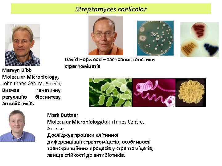 Streptomyces coelicolor Mervyn Bibb Molecular Microbiology, John Innes Centre, Англія; Вивчає генетичну регуляцію біосинтезу