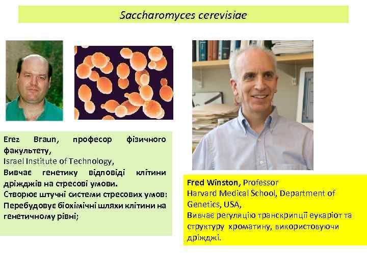 Saccharomyces cerevisiae Erez Braun, професор фізичного факультету, Israel Institute of Technology, Вивчає генетику відповіді