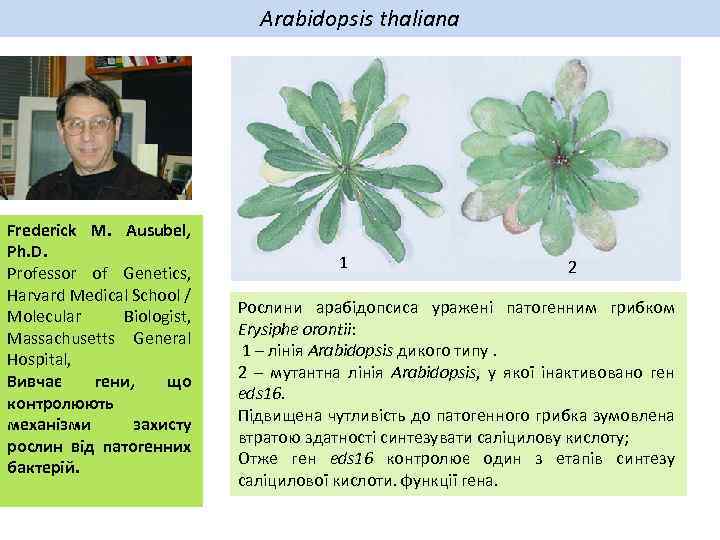 Arabidopsis thaliana Frederick M. Ausubel, Ph. D. Professor of Genetics, Harvard Medical School /