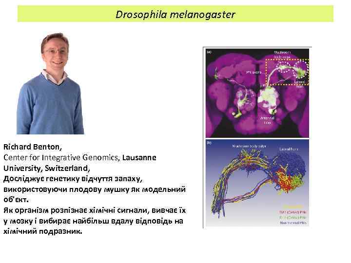 Drosophila melanogaster Richard Benton, Center for Integrative Genomics, Lausanne University, Switzerland, Досліджує генетику відчуття