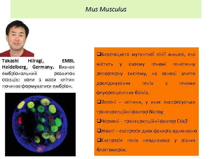 Mus Musculus Takashi Hiiragi, EMBL Heidelberg, Germany. Вивчає ембріональний розвиток ссавців: коли з маси