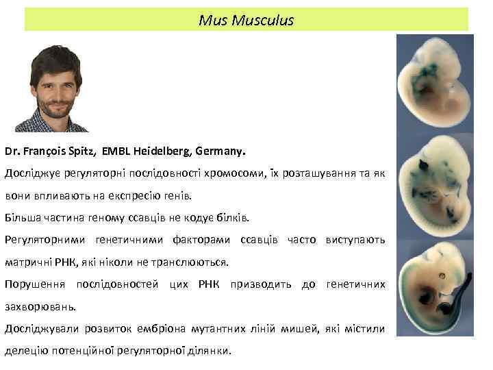 Mus Musculus Dr. François Spitz, EMBL Heidelberg, Germany. Досліджує регуляторні послідовності хромосоми, їх розташування