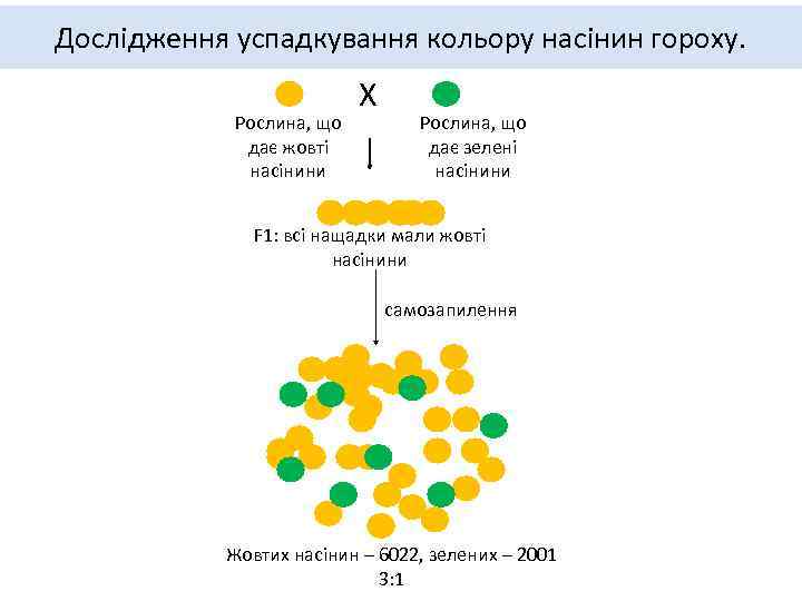 Дослідження успадкування кольору насінин гороху. Рослина, що дає жовті насінини Х Рослина, що дає