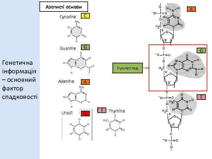 Азотисті основи A Сytosine Guanine Генетична інформація – основний фактор спадковості С G G